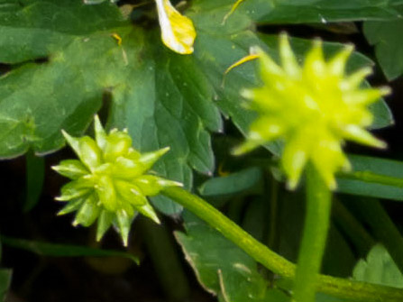 Ranunculus autunnale